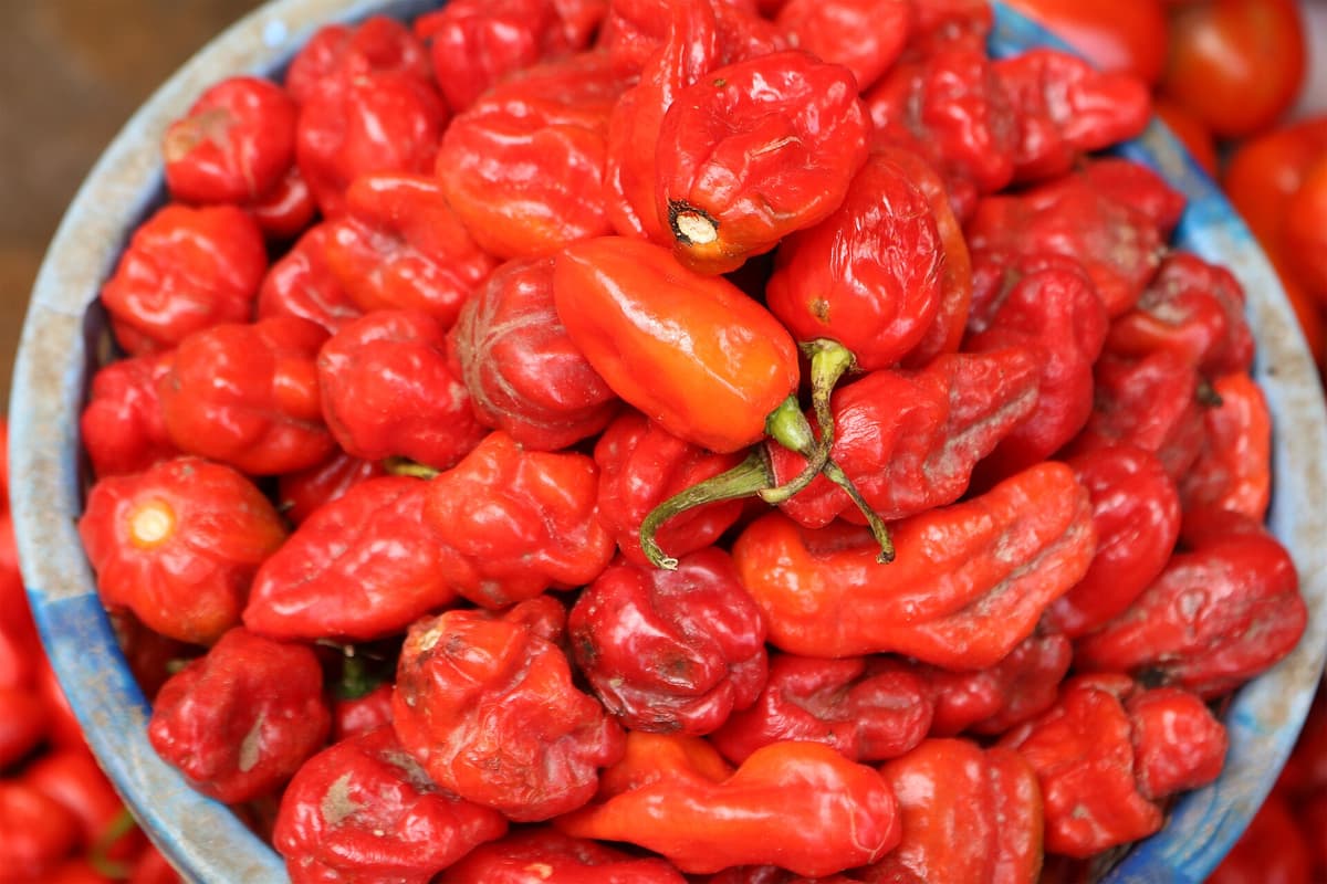 Cameroon Pepper 50g