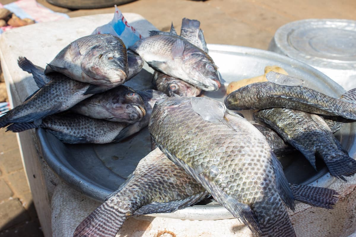 Frozen Tilapia Whole 1kg